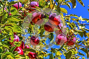 Clusters of Red Apples on a Tree