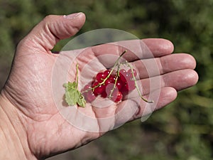 Clusters of red currant berries on hand palm