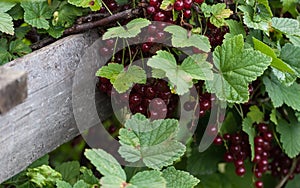 Clusters of red currants on the background of a wooden fence close-up of red and green. blossoms of currants. leaves and fruit. fr