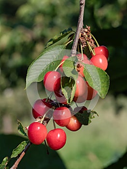 Clusters of red currants on the branches of a currant (Ribes rubrum) ready to be picked