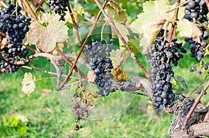 Clusters of red grapes in vineyard