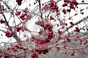 Clusters of Red Wilted Berries Hanging from Tree
