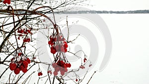 Red Berries with Snow on them by Lake