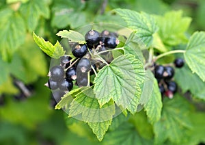 Clusters of ripe berries of blackcurrant on branches
