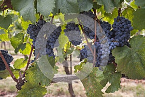 Clusters of ripe blue - black grape berries, close up