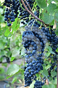 Clusters of ripe deep blue grape on the vine