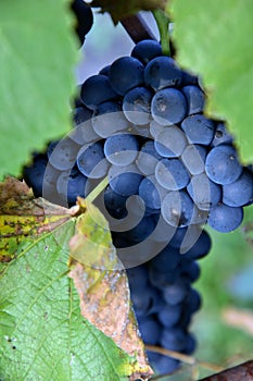 Clusters of ripe deep blue grape on the vine