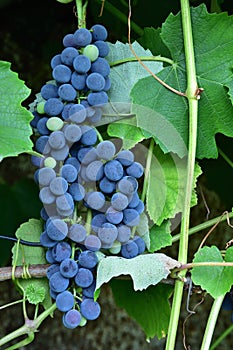 Clusters of ripe deep blue grape on the vine