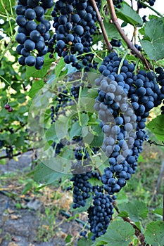 Clusters of ripe deep blue grape on the vine