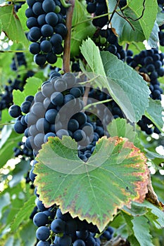 Clusters of ripe deep blue grape on the vine