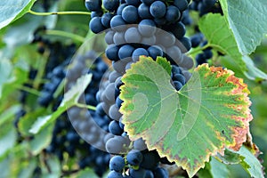 Clusters of ripe deep blue grape on the vine