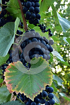 Clusters of ripe deep blue grape on the vine