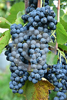 Clusters of ripe deep blue grape on the vine