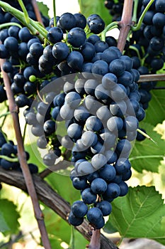 Clusters of ripe deep blue grape on the vine