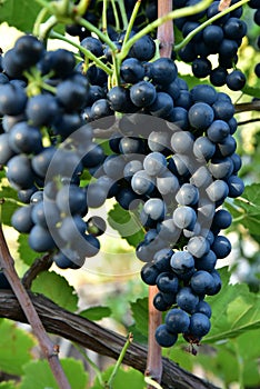 Clusters of ripe deep blue grape on the vine