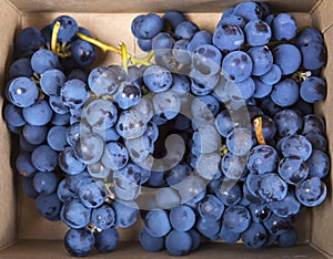 Clusters of ripe grapes in a paper package