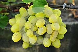 Clusters of ripe green grape on the vine