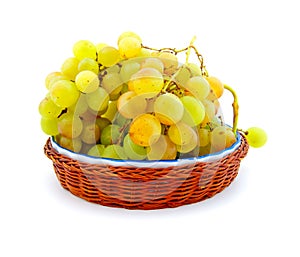 Clusters of ripe muscat grapes