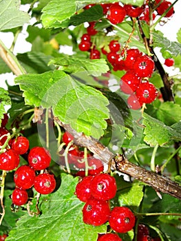 Clusters of ripe red currants on a branch in the garden on a bright sunny day.Red currant berries Ribes rubrum