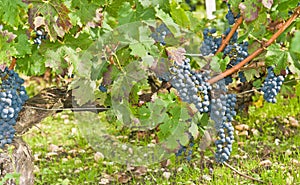 clusters of ripe red grapes on mature vines in an Italian winery