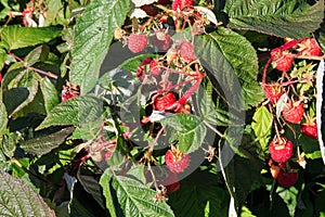 Clusters of Ripe Red Raspberries