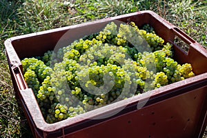 Clusters of ripe white chardonnay wine grapes in plastic boxes. Harvest on green premier, grand cru vineyards around Ludes, Val de photo