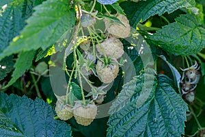 Clusters of Ripe White Raspberries