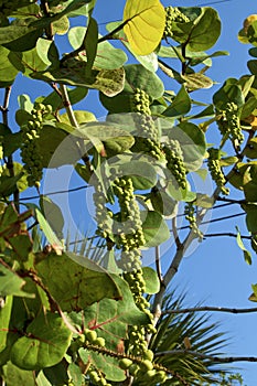 Clusters of sea grapes against sky