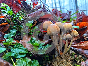 Coprinellus truncorum. Mica cap. Fungi. Mushrooms. Mycology. photo