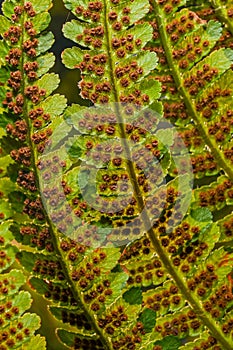 Clusters of sporangia on a fern. Groupes de sporanges on fern leaves. Reproduction of olypodiopsida or Polypodiophyta