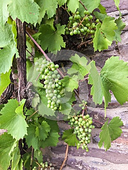 Clusters of unripe grapes and green leaves