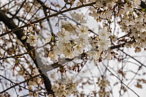 Clusters White Flowering Cherry Blossoms