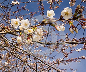 Clusters White Flowering Cherry Blossoms and Blue Skies