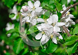 Clusters of white flowers in apple tree blooming in a sunny day in springtime