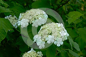 White black haw flower cluster - Viburnum prunifolium