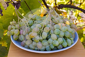 Clusters of white grapes on big plate on blurred background