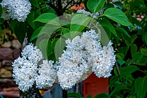 Clusters of white lilo flowers