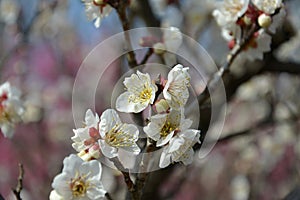 Clusters of white plum blossoms on the branches