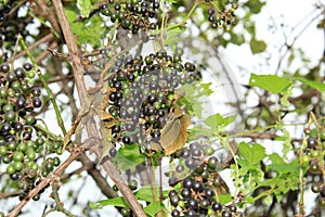 Clusters of Wild Grapes on the vine