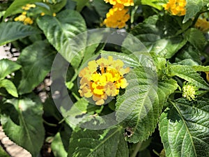 Clusters of yellow lantana flowers outdoors