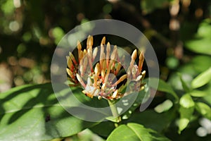 The clusters of yellowish orange jungle flame flower buds that are ready to bloom