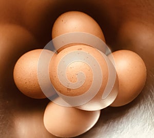 The clutch of eggs photo