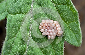 Clutch of insect eggs on a leaf of a plant