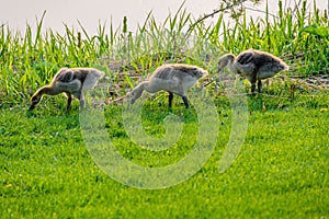 Clutch of three goslings foraging for food beside creek on Elmwood Golf Course in Swift Current, SK photo