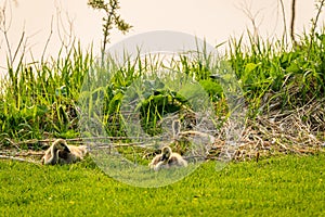 Clutch of three goslings laying beside creek on Elmwood Golf Course in Swift Current, SK photo