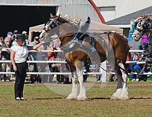 Clydesdale Draft Horses at Country Fair