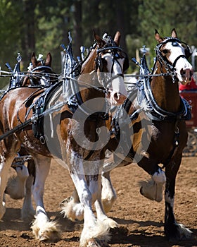 Clydesdale draught horses