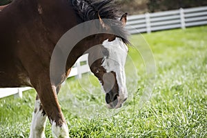 Clydesdale Feeding on Grass