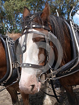 Clydesdale in Harness