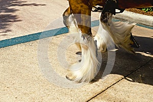 Clydesdale Hooves photo